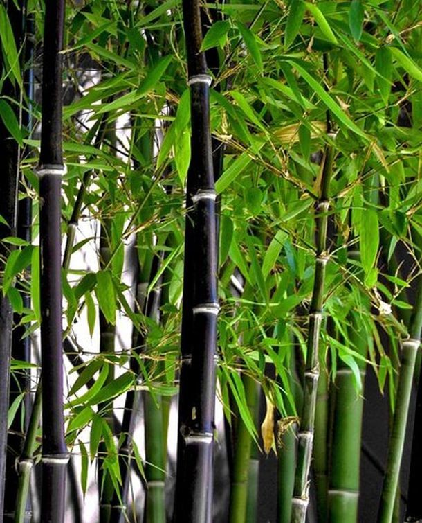 Bambusa - Bambù