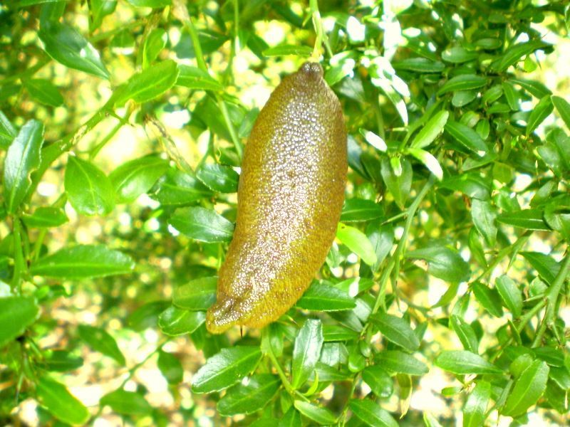 Citrus australasica - Citro miniatura, Limone caviale