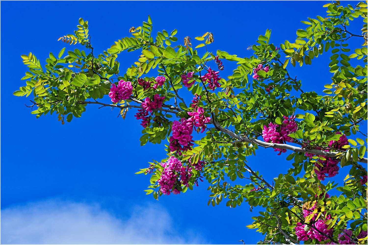 Robinia x margaretta 'Casque Rouge' (R. margaretta 'Pink Cascade', R. pseudocacacia 'Casque Rouge'), Robinia rossa-original
