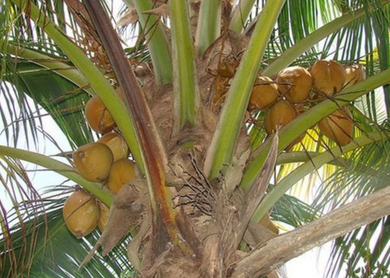 Кокос это ягода или орех. Кокосовая Пальма. Кокос орех. Тропические орехи. Кокосы на Пальме.